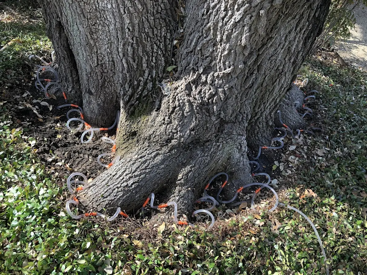 Detailed Tree Cabling and Bracing job site in West Decatur