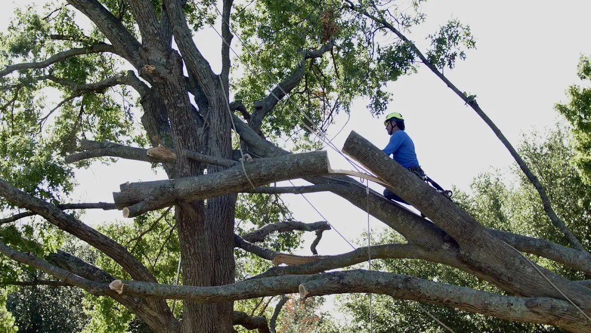 Professional Crown Thinning performed by certified arborists in West Decatur