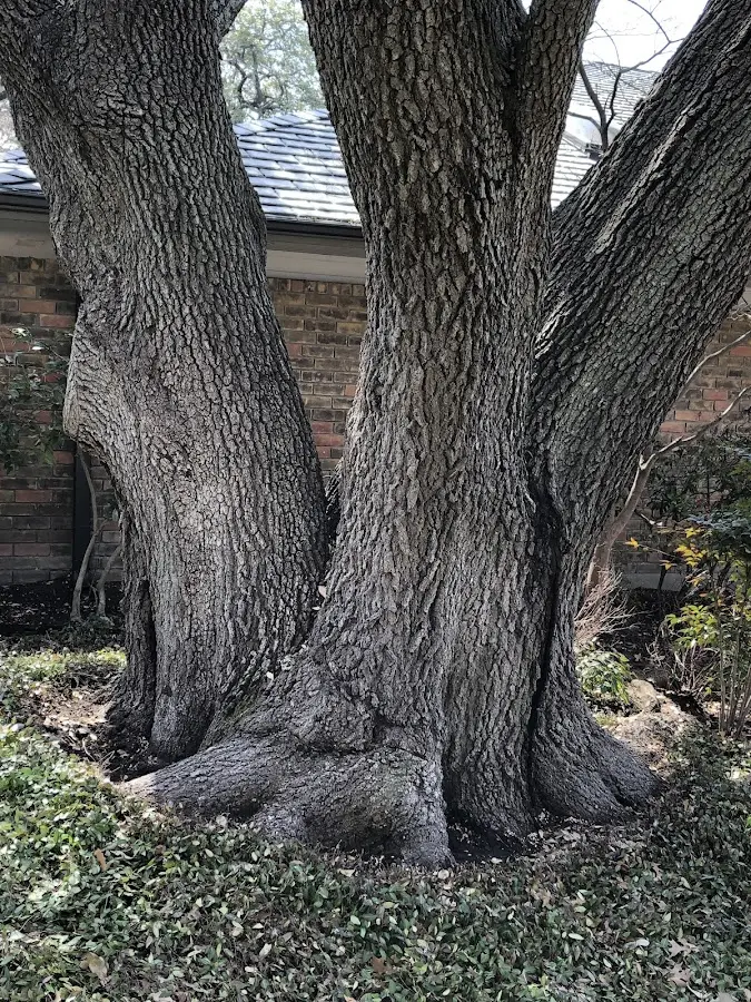 Mature heritage tree close to a West Decatur property cared for by certified arborists